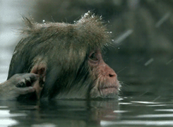 Monkey Bath