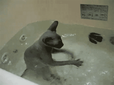 Most Adorable GIFs Of Animals Taking Baths