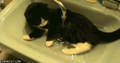 Cat Sink Bath
