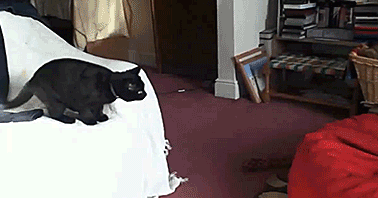 funny-gif-cat-jumps-bean-bag-chair.gif