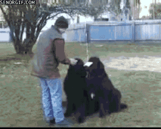 The Funniest GIFs