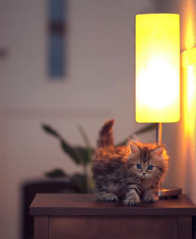 Cat On A Table