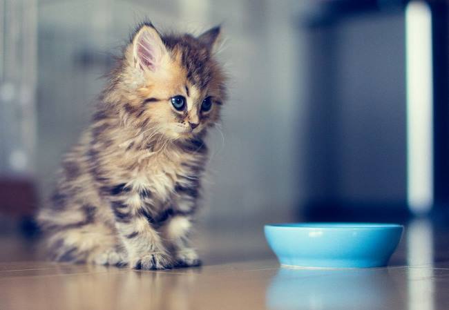 The Most Photogenic Cat Bowl