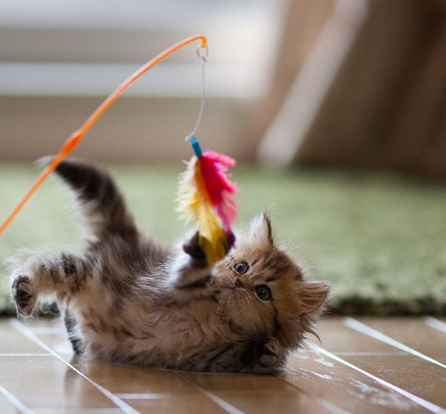 Kitten Playing Photograph