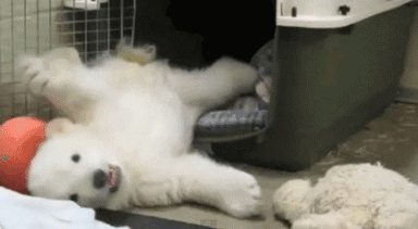 The 25 Most Awesome Bear GIFs Ever