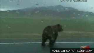 Bear Attack GIF