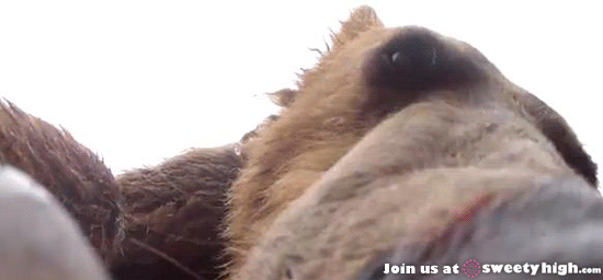 Bear Eats Camera GIF