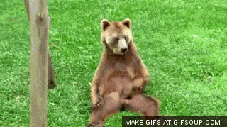 Bear-GIFS-bear-scratching-balls