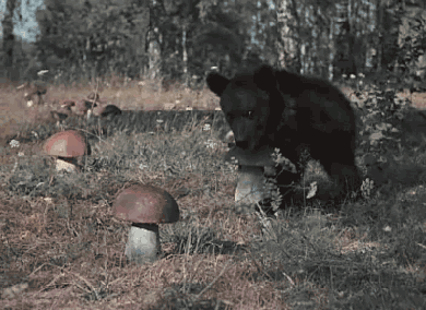 Mushroom Bear