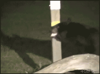 Raccoon Attacks Bear GIF