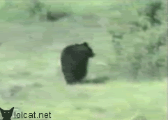 Scaredy Bear Runs From Cat