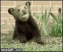 Sneezing Bear GIF