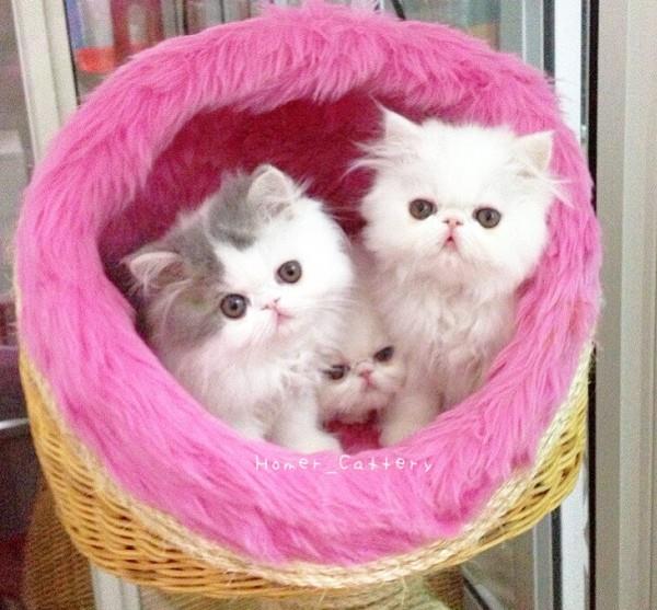 Adorable Cats