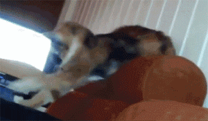 Cat Versus Pillow GIF