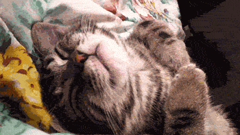 Cat Dreaming GIF