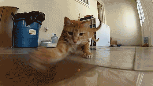 Cat Versus Laser