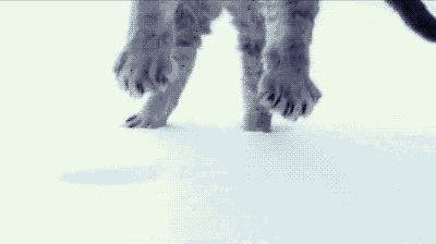 Snow Cat GIFs