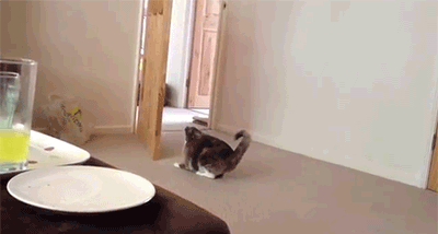 Cat Jumping