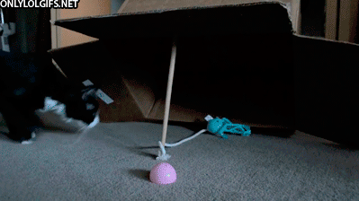 Trapped Cat GIF