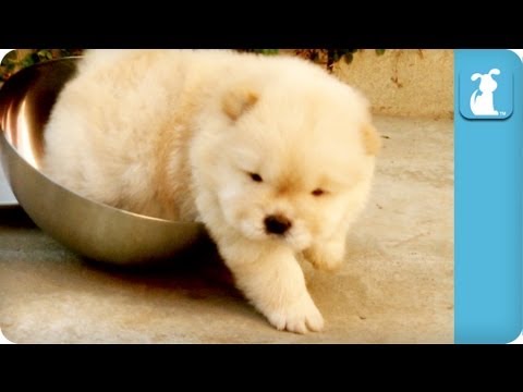 Chow Puppies Get Stuck In A Bowl