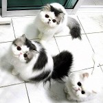 Cute Cats Of The Homer Cattery