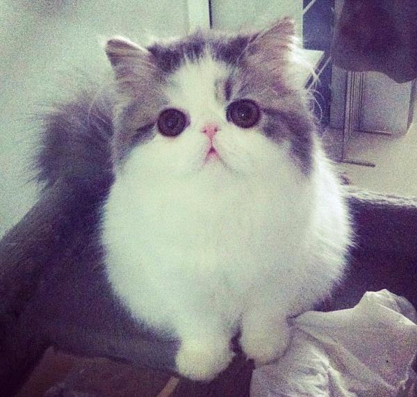 Hope The Persian Cat