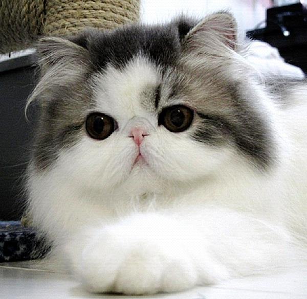 cute-cats-hope-9