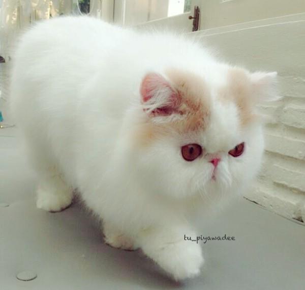 Cute Cats – Iliad
