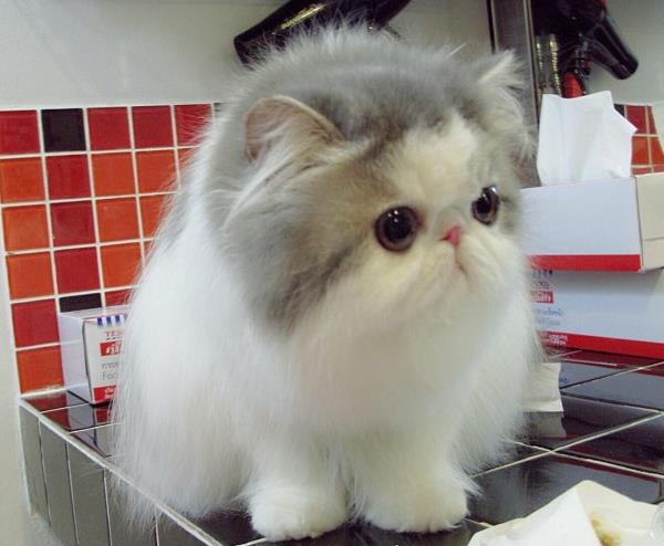 cute-kitten-hope