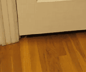 Kitten Crawls Underneath A Door