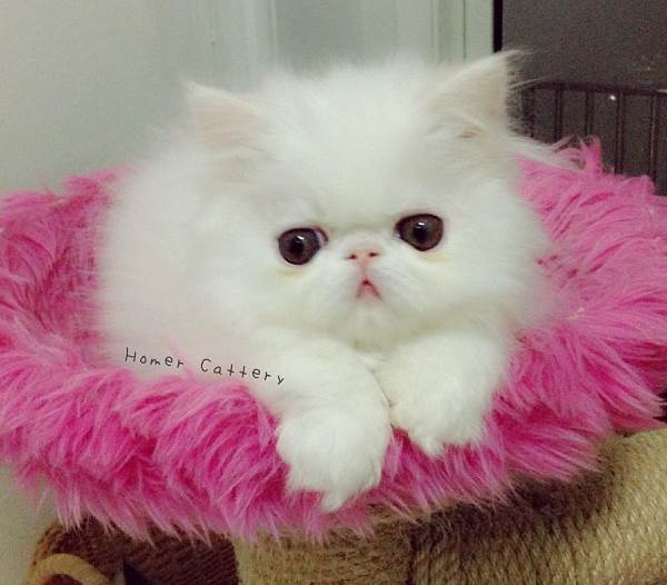 Persian Cat