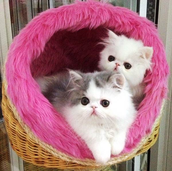 Persian Kittens