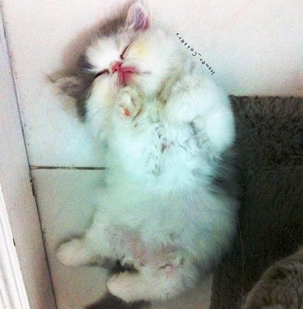 Sleeping Kitten