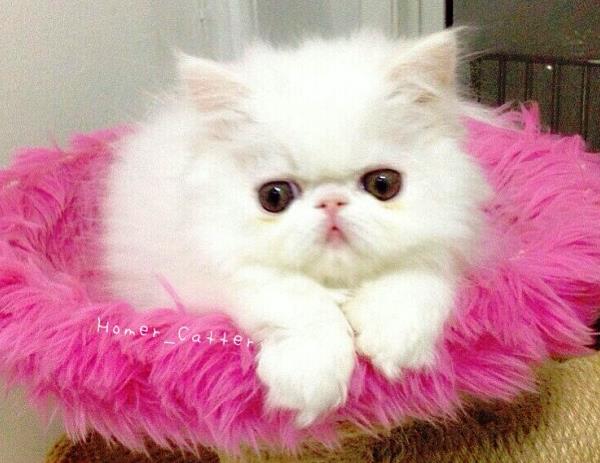 White Kitten