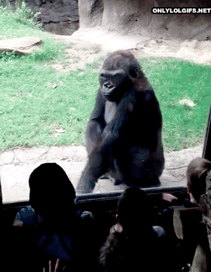 Gorilla Scares Kids GIF