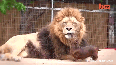 Adorable Animal GIFs Lion and Daschund