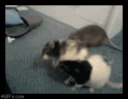 Adorable Animal GIFs Rats
