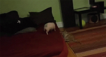 Cat And Pig Play