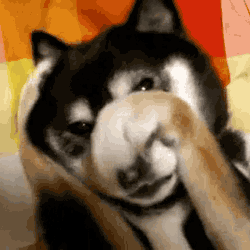 Bashful Dog GIF