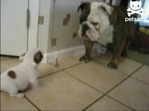 Puppy Versus Bulldog GIF