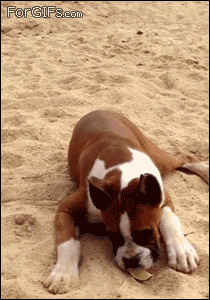 Dog GIFs
