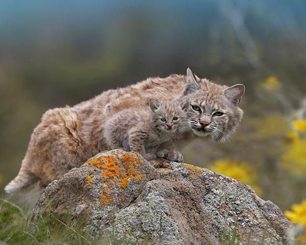 Bobcat Family
