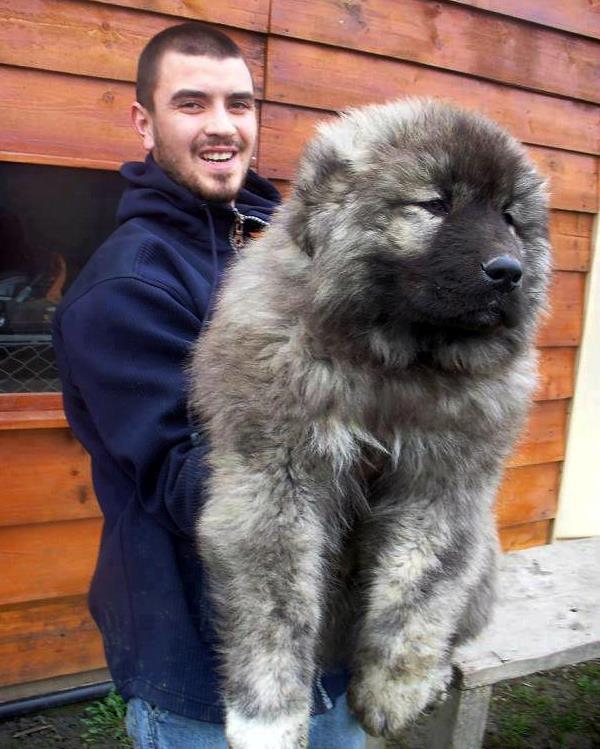 Caucasian Shepherd Puppy
