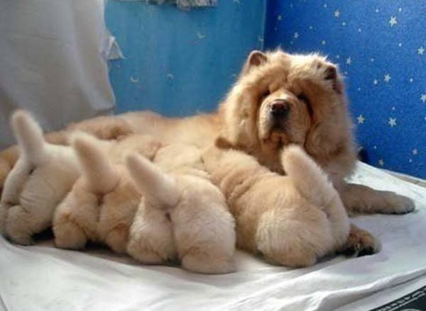 Chows
