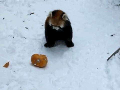 Demande de DC Cute-animal-gifs-red-panda-pumpkin