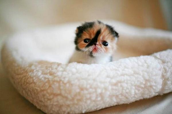 40 Of The Most Adorable Animal GIFs You'll Ever See