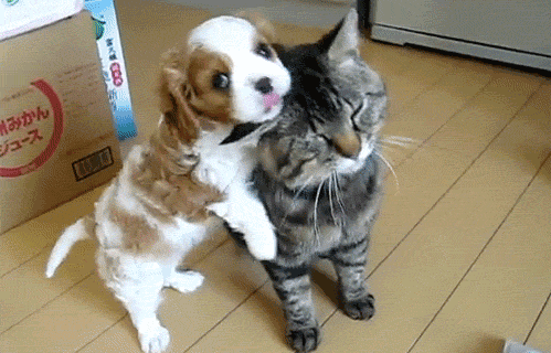 Cute Dog GIFs Hugging A Cat
