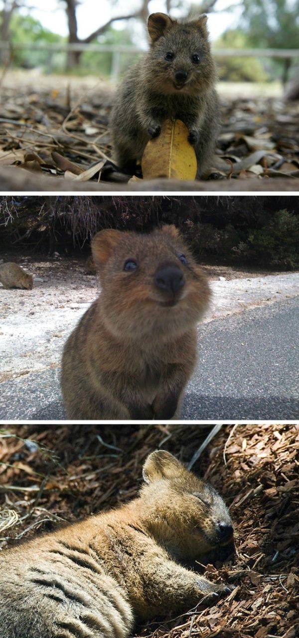 Quokka