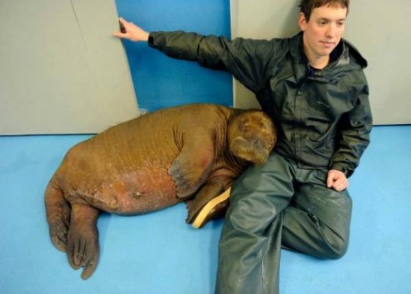 Cute Walrus