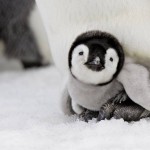 Cutest Pictures Baby Penguin
